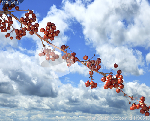 Image of Red Berries And A Blue Sky