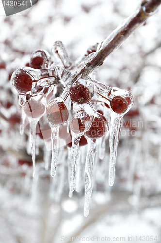 Image of Red Berries With Icicles