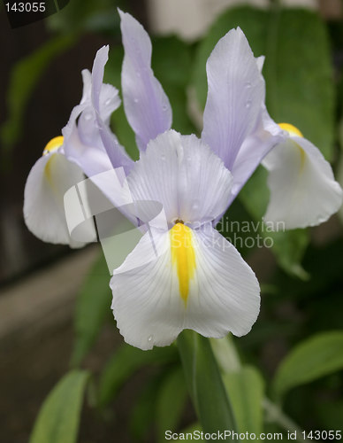 Image of  iris