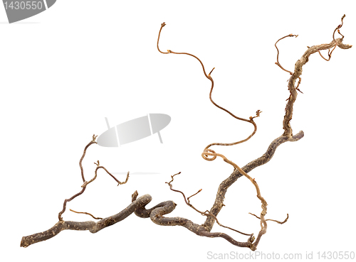 Image of Corkscrew hazel