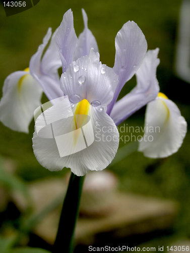 Image of wet iris