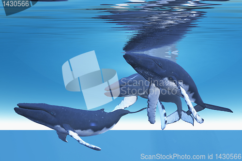 Image of Underwater Whales