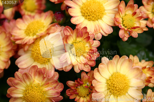 Image of wet chrysanthemum