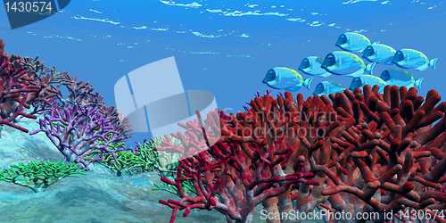 Image of RED CORAL