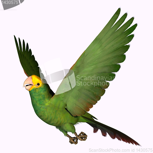 Image of Double Yellow Amazon Parrot