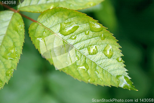 Image of rain on a leaf