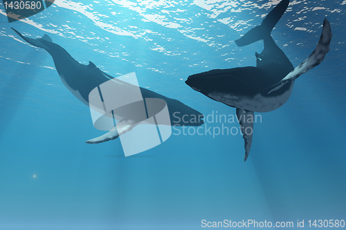 Image of WHALE WONDERS