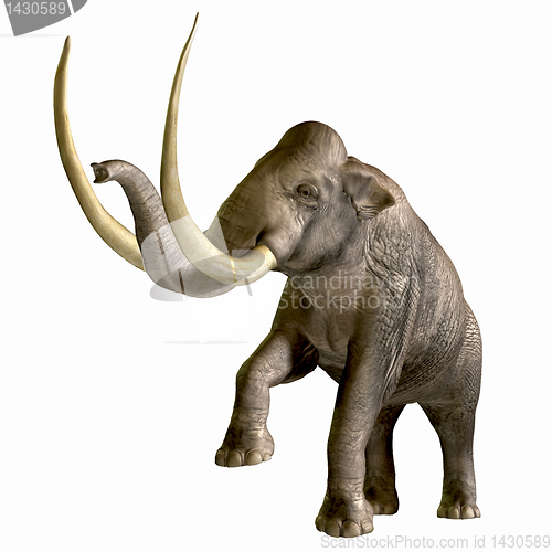 Image of Columbian Mammoth 01