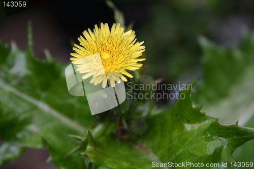 Image of thistle flower