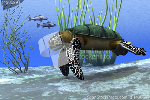 Image of SEA TURTLE