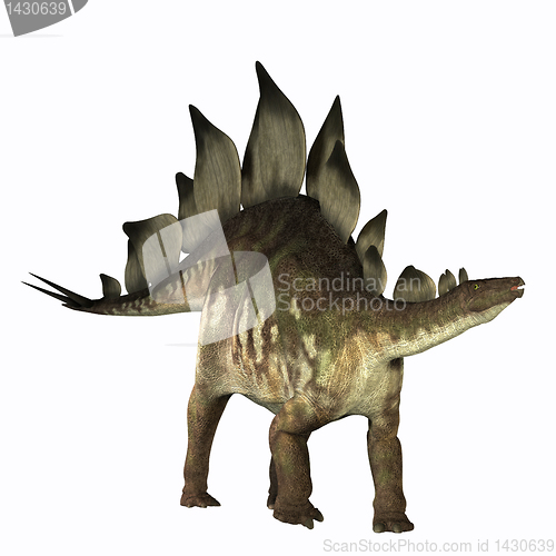 Image of Stegosaurus 01