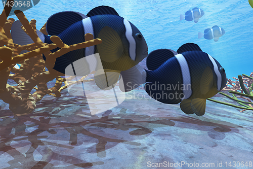 Image of YELLOWTAIL CLOWNFISH