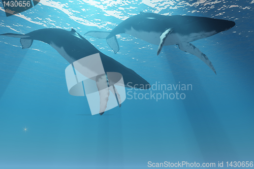 Image of Whale Pair