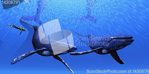 Image of Whale 01