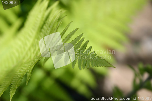 Image of fern