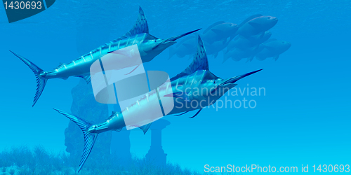 Image of Marlin 02