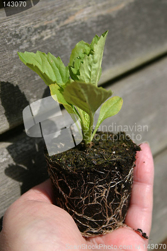 Image of neurtured seedling