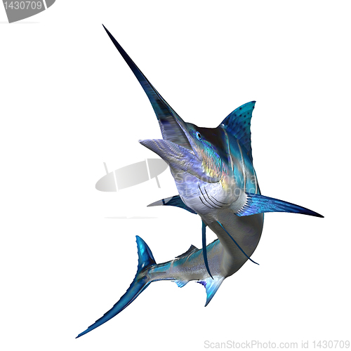 Image of Marlin 01