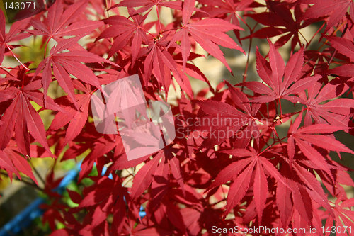 Image of japanese maple leaves