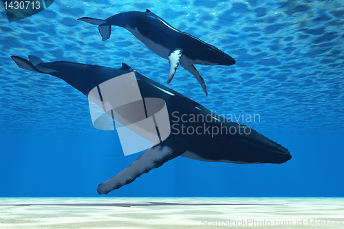 Image of Humpback Mother