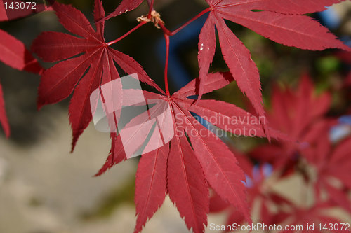 Image of japanese maple leaves