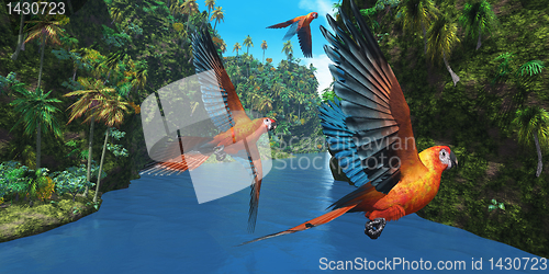 Image of Cuban Red Macaw 2