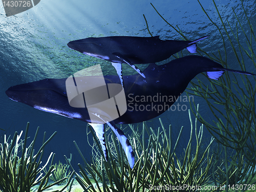 Image of WHALE MOTHER