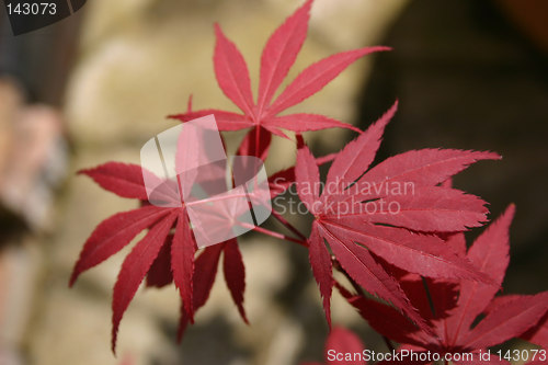 Image of japanese maple leaves