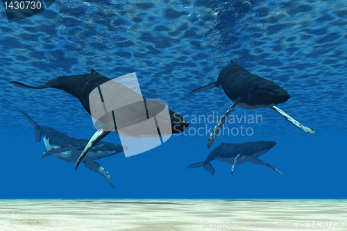 Image of Whale Swim