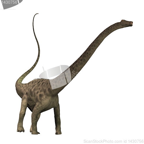 Image of Diplodocus 01