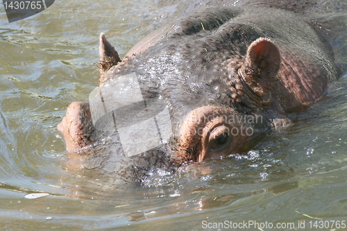 Image of hippopotamus