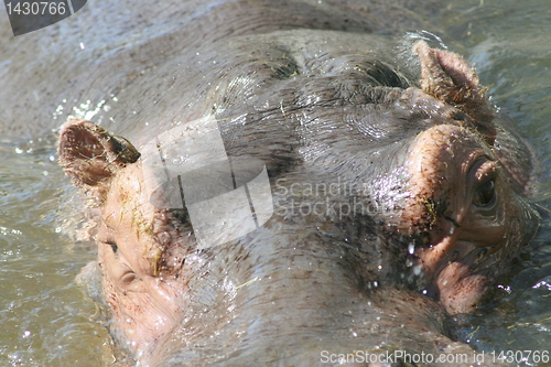 Image of hippopotamus