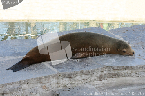 Image of seal