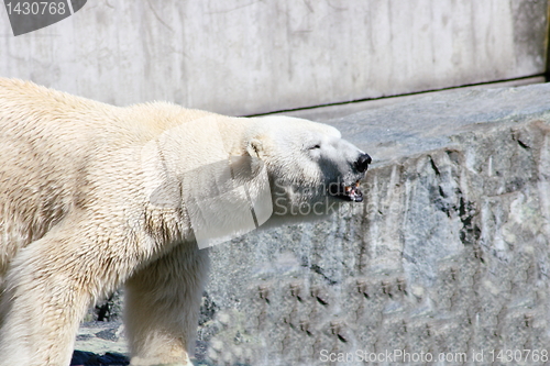 Image of polar bear