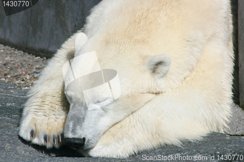 Image of polar bear