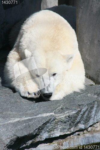 Image of polar bear  