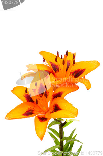 Image of Orange lily flowers