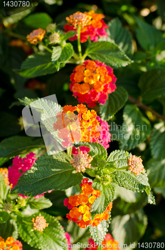 Image of Lantana Flower