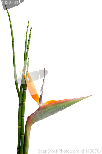 Image of Strelitzia Reginae and reed