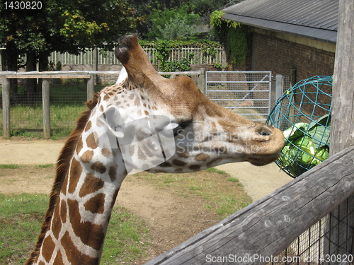 Image of Giraffe