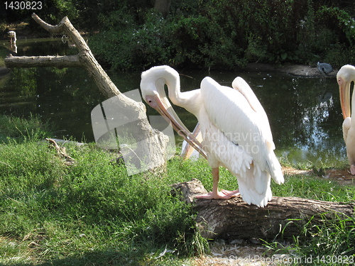 Image of Stork