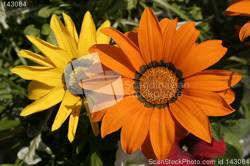 Image of orange and yellow gazania