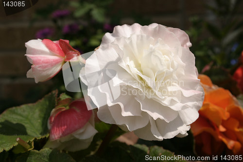 Image of white begonia