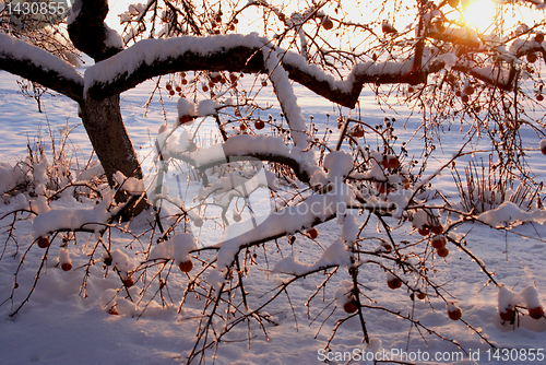 Image of Early winter garden. 