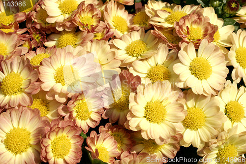 Image of mini chrysanthemums