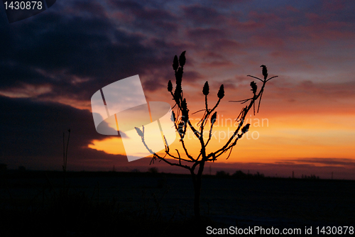 Image of Bush in sunrise. 