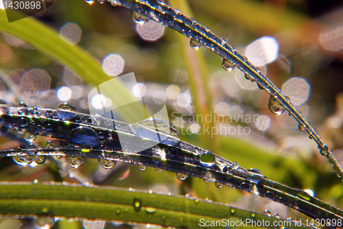 Image of Sparkling summer morning 