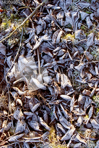 Image of Frozen leaves 