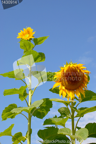Image of Few sunflower 