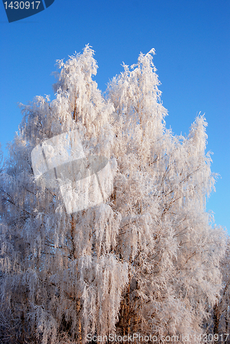 Image of White frost 